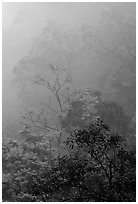 Trees in fog between Qingyin and Hongchunping. Emei Shan, Sichuan, China (black and white)