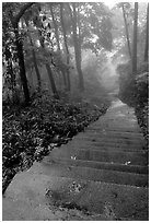 The staircase above Hongchunping. Emei Shan, Sichuan, China ( black and white)