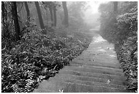 The staircase above Hongchunping. Emei Shan, Sichuan, China (black and white)