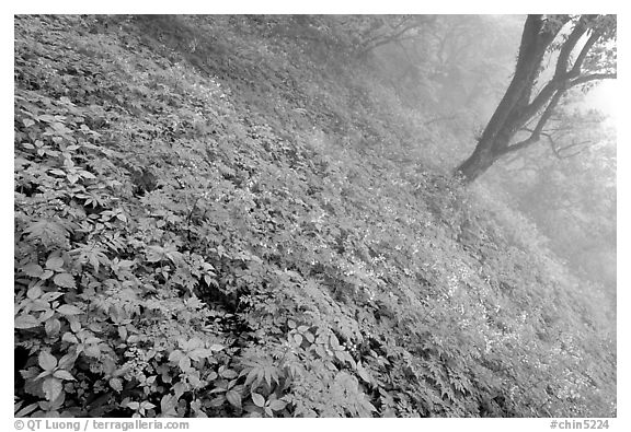 Lush hillside in mist between Hongchunping and Xiangfeng. Emei Shan, Sichuan, China