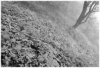 Lush hillside in mist between Hongchunping and Xiangfeng. Emei Shan, Sichuan, China (black and white)