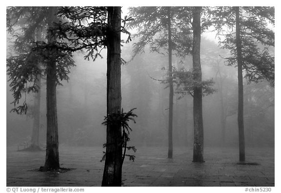Trees outside of Xiangfeng temple in fog. Emei Shan, Sichuan, China (black and white)