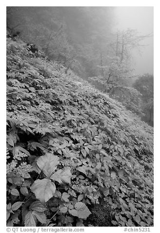 Wildflowers and ferns on a hillside in the fog between Xiangfeng and Yuxian. Emei Shan, Sichuan, China (black and white)