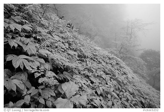 Wildflowers and ferns on a hillside in the fog between Xiangfeng and Yuxian. Emei Shan, Sichuan, China (black and white)