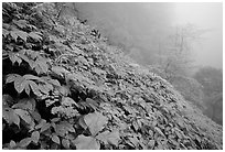 Wildflowers and ferns on a hillside in the fog between Xiangfeng and Yuxian. Emei Shan, Sichuan, China ( black and white)