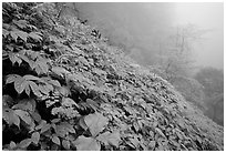 Wildflowers and ferns on a hillside in the fog between Xiangfeng and Yuxian. Emei Shan, Sichuan, China (black and white)