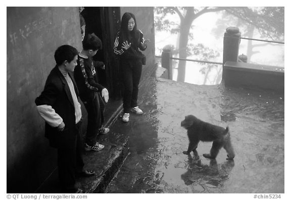 Pilgrims show the palm of their hand to an aggressive monkey, meaning they have no food, Yuxian temple. Emei Shan, Sichuan, China (black and white)