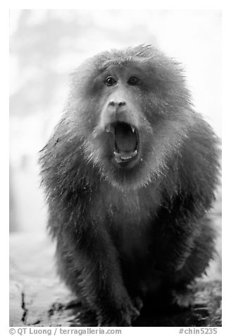 Aggressive monkey outside Yuxian temple. Emei Shan, Sichuan, China (black and white)