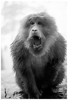 Aggressive monkey outside Yuxian temple. Emei Shan, Sichuan, China (black and white)