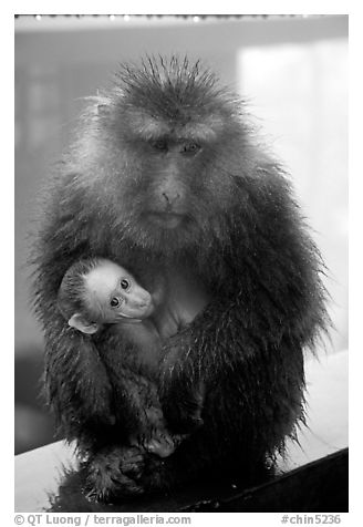 Monkey and baby monkey. Emei Shan, Sichuan, China