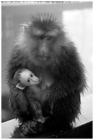 Monkey and baby monkey. Emei Shan, Sichuan, China (black and white)