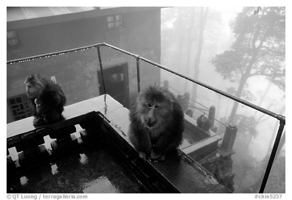 Monkeys outside Yuxian temple. Emei Shan, Sichuan, China (black and white)
