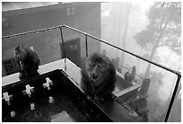 Monkeys outside Yuxian temple. Emei Shan, Sichuan, China (black and white)