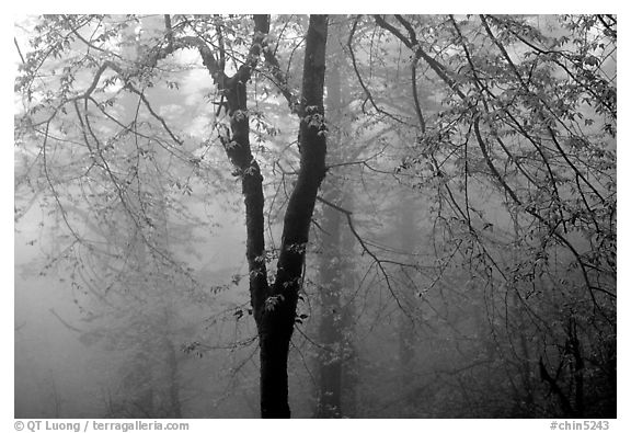 Trees in fog between Xixiangchi temple and Leidongping. Emei Shan, Sichuan, China (black and white)