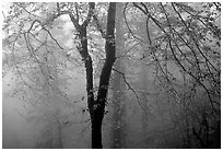 Trees in fog between Xixiangchi temple and Leidongping. Emei Shan, Sichuan, China ( black and white)