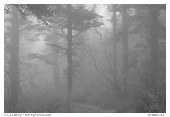 Trees in the mist between Xixiangchi temple and Leidongping. Emei Shan, Sichuan, China (black and white)