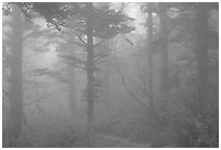 Trees in the mist between Xixiangchi temple and Leidongping. Emei Shan, Sichuan, China ( black and white)