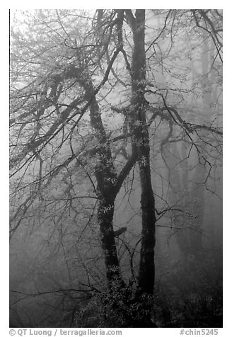 Trees in fog between Xixiangchi temple and Leidongping. Emei Shan, Sichuan, China (black and white)