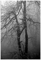 Trees in fog between Xixiangchi temple and Leidongping. Emei Shan, Sichuan, China ( black and white)