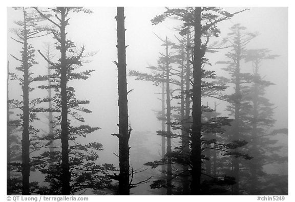 Trees in mist. Emei Shan, Sichuan, China