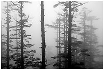 Trees in mist. Emei Shan, Sichuan, China (black and white)