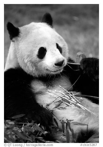 Panda eating bamboo leaves, Giant Panda Breeding Research Base. Chengdu, Sichuan, China (black and white)