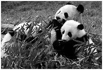 Panda mom and cubs eating bamboo leaves, Giant Panda Breeding Research Base. Chengdu, Sichuan, China ( black and white)