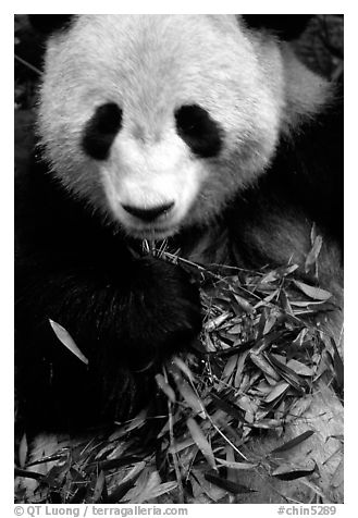 Panda eating bamboo leaves, Giant Panda Breeding Research Base. Chengdu, Sichuan, China (black and white)