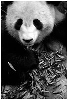 Panda eating bamboo leaves, Giant Panda Breeding Research Base. Chengdu, Sichuan, China ( black and white)