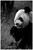 Panda eating bamboo leaves, Giant Panda Breeding Research Base. Chengdu, Sichuan, China (black and white)