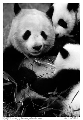 Panda mom and cubs eating bamboo leaves, Giant Panda Breeding Research Base. Chengdu, Sichuan, China (black and white)