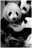 Panda mom and cubs eating bamboo leaves, Giant Panda Breeding Research Base. Chengdu, Sichuan, China (black and white)