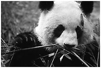 Panda eating bamboo leaves, Giant Panda Breeding Research Base. Chengdu, Sichuan, China (black and white)