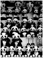 Stuffed pandas for sale. Chengdu, Sichuan, China ( black and white)