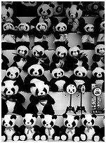 Stuffed pandas for sale. Chengdu, Sichuan, China (black and white)