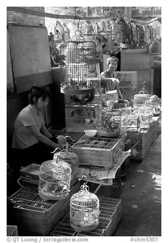 Bird Market. Guangzhou, Guangdong, China (black and white)