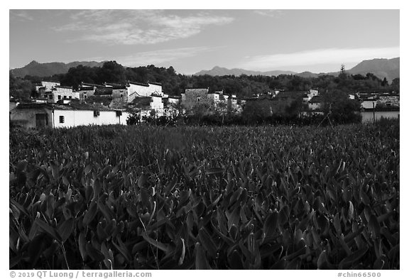 Field and village. Hongcun Village, Anhui, China (black and white)