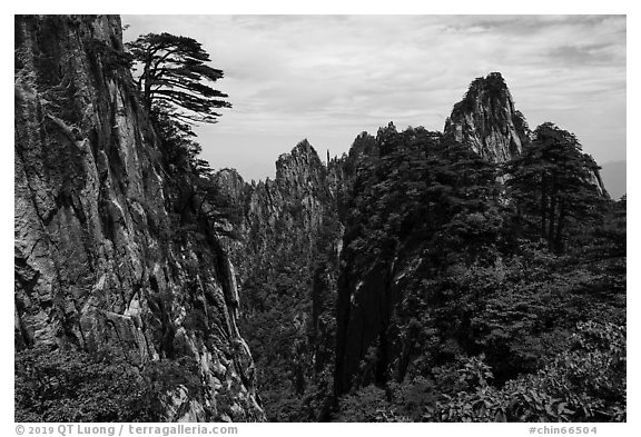 Huangshuan pines clinging on granite cliffs. Huangshan Mountain, China (black and white)