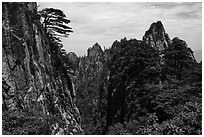 Huangshuan pines clinging on granite cliffs. Huangshan Mountain, China ( black and white)
