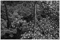 Trees with blooms. Huangshan Mountain, China ( black and white)