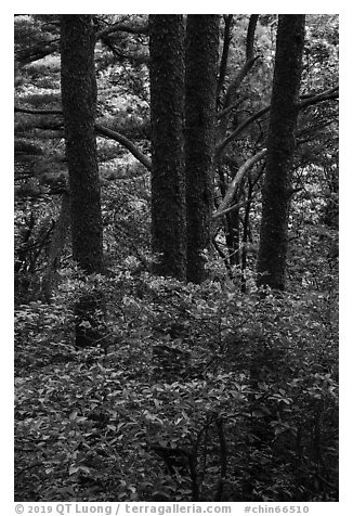 Rhododendrons and tree trunks. Huangshan Mountain, China (black and white)