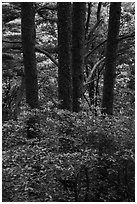 Rhododendrons and tree trunks. Huangshan Mountain, China ( black and white)