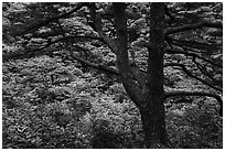 Tree and rhododendrons in bloom. Huangshan Mountain, China ( black and white)
