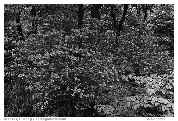 Vivid rhododendrons in forest. Huangshan Mountain, China (black and white)