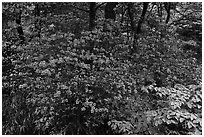 Vivid rhododendrons in forest. Huangshan Mountain, China ( black and white)