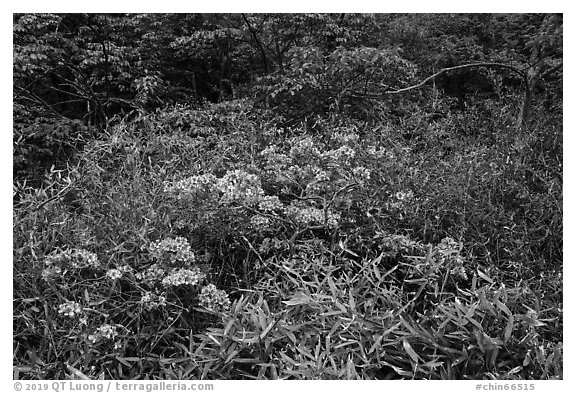 Bright rhododendrons in bloom. Huangshan Mountain, China (black and white)