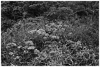 Bright rhododendrons in bloom. Huangshan Mountain, China ( black and white)