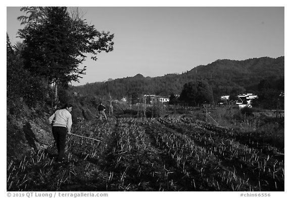 Villagers working in the fields. Xidi Village, Anhui, China (black and white)