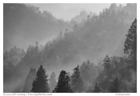 Forested hills with fog. Xidi Village, Anhui, China (black and white)