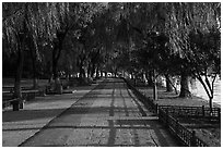 Willow-lined walkway, West Lake. Hangzhou, China ( black and white)